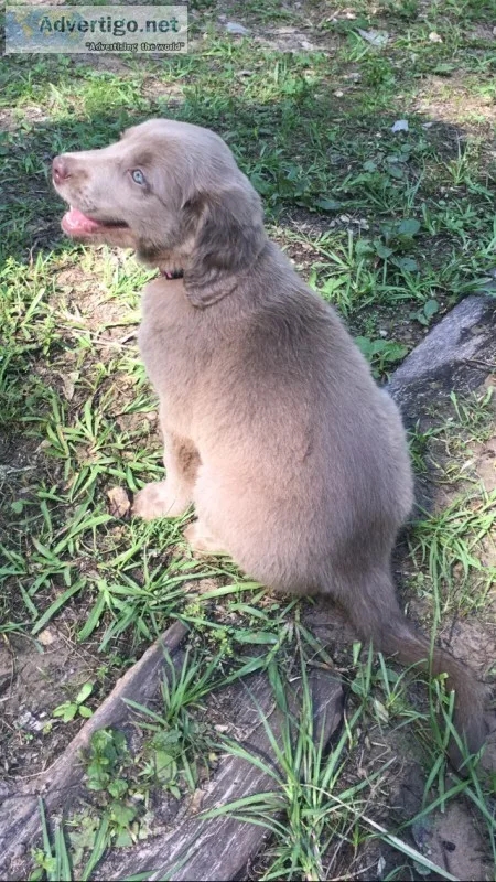 8 wk old long haired weimaraner pups
