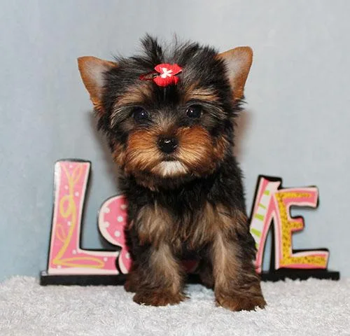 Micro Tiny Teacup Yorkie Puppy Girl (Chloe)