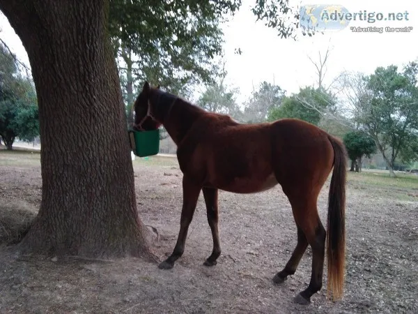 thorough bred stallion
