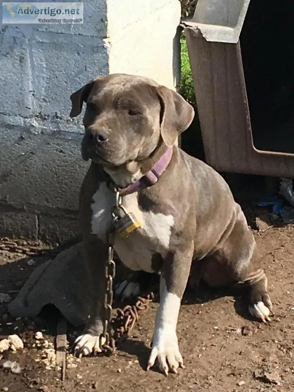 Blue pitbull