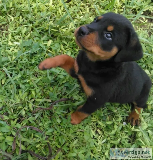 Rottweiler puppies for sale
