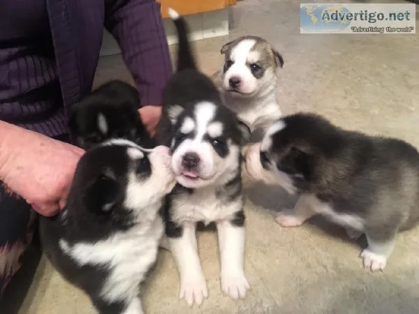 5 Husky puppies for sale