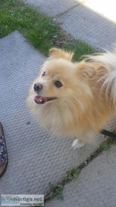 Mini Pomeranian