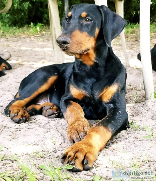 Doberman pinscher 