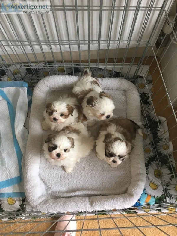 healthy shih tzu puppies