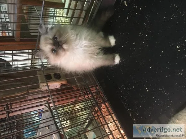 Ragamuffin Kitten