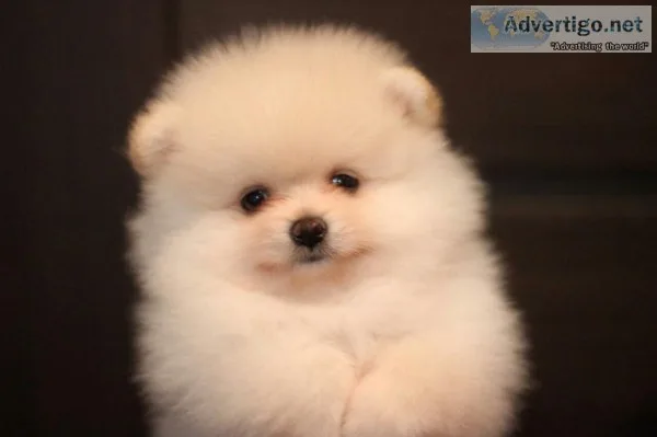 5 beautiful bear face micro teacup pom