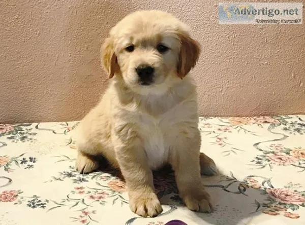 AKC Golden Retriever Puppies