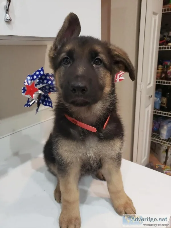 AKC German Shepherd Puppies