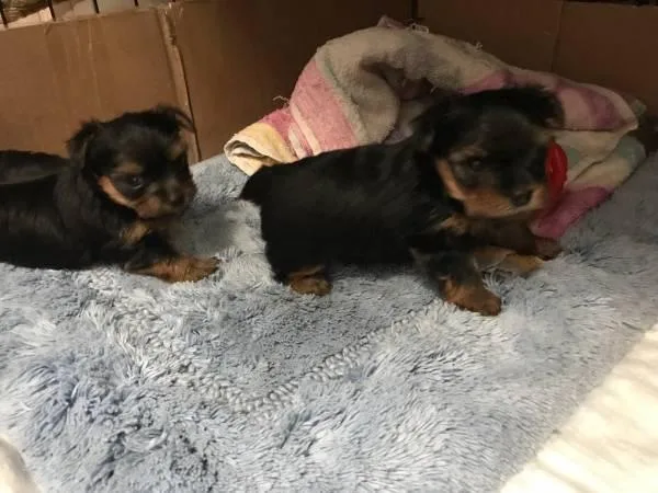 Loving Tea Cup Yorkie Puppies