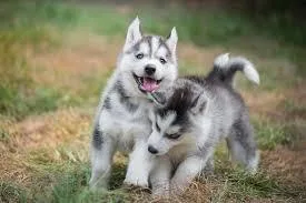 siberian husky puppies