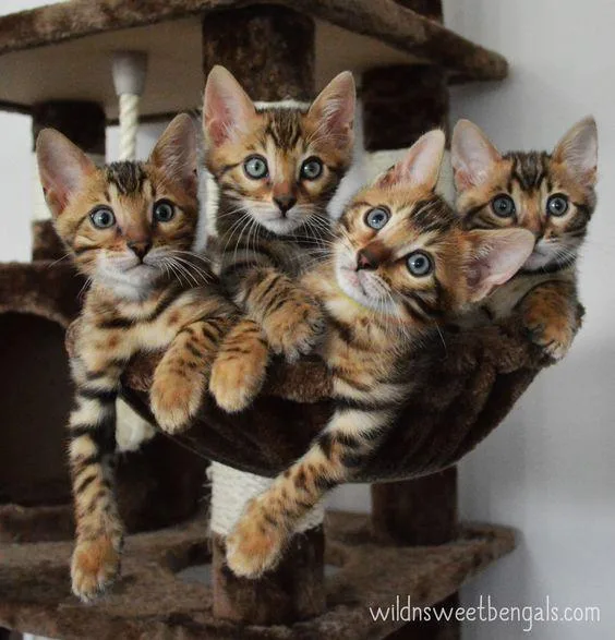 Brave Brown Female Bengal Kitten