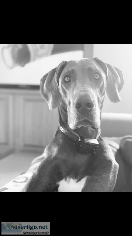 Female Blue Great Dane