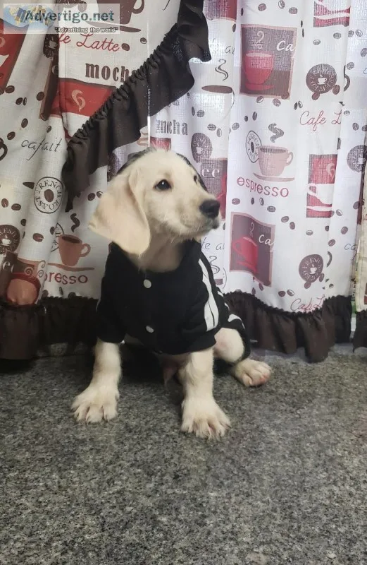 Labradoodles