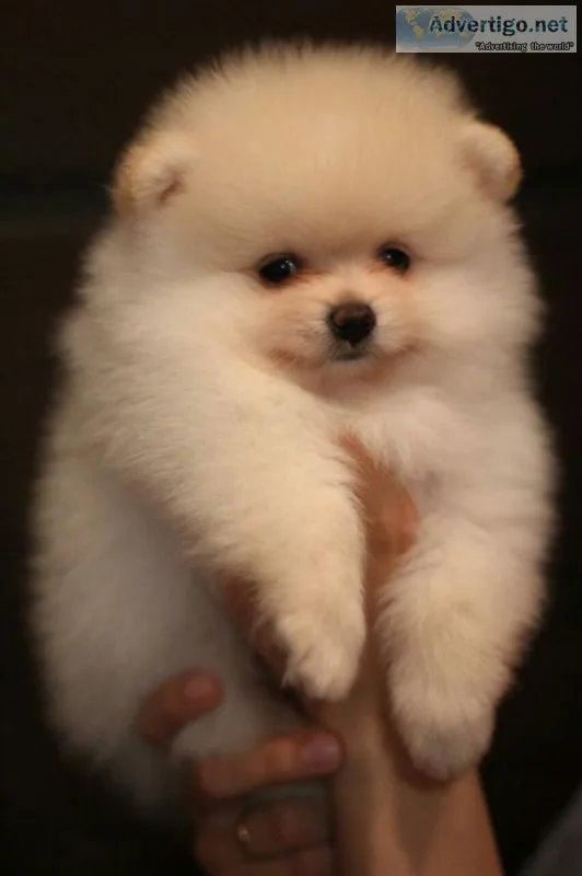 5 beautiful bear face micro teacup pom