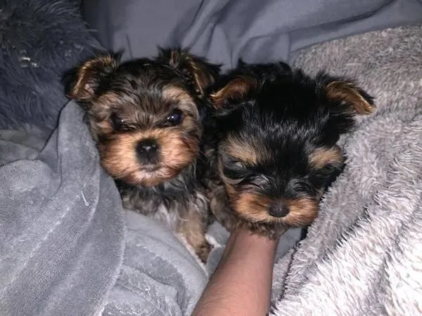 Cute outstanding Teacup puppies Ready
