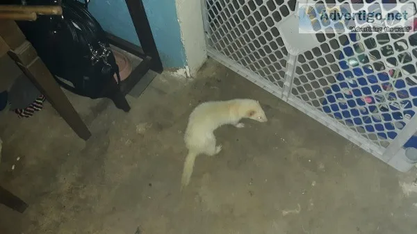 Rehoming ferret