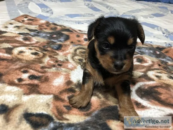 Yorkie