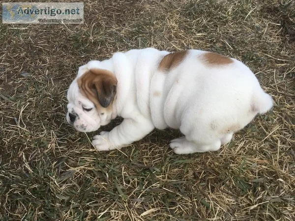 English bulldog puppies