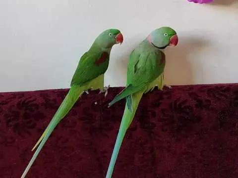 Alexandrine parakeet(Rescue)