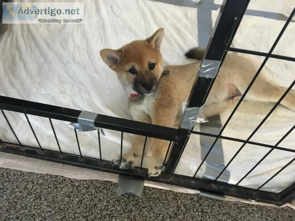 Shiba inu puppy
