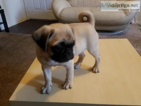Pug Puppy Female