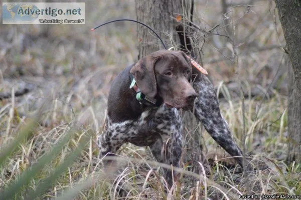 German Shorthaired Pointer puppies
