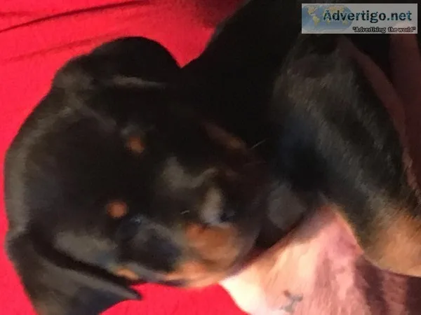 AKC GERMAN ROTTWEILER PUPPIES