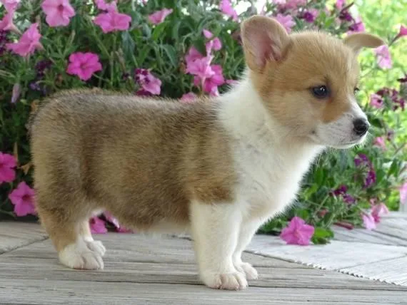 Corgi puppies.......Ready now