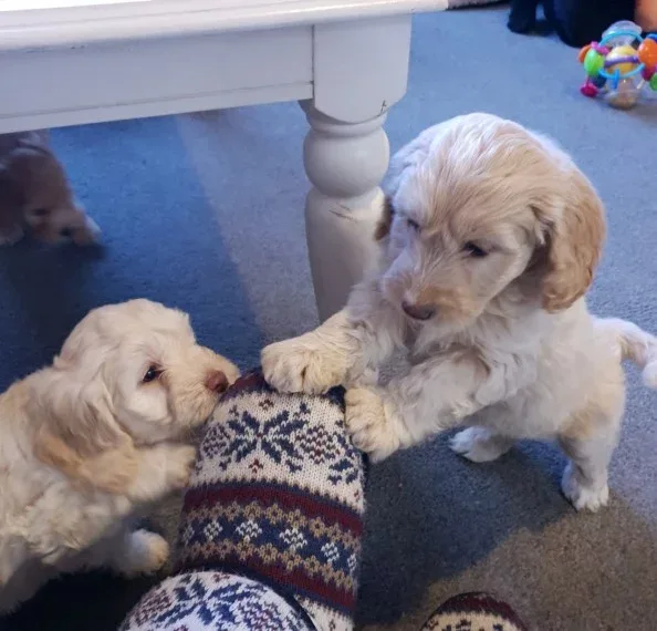 akc registered cockerpoo    Puppies    for   Adoption