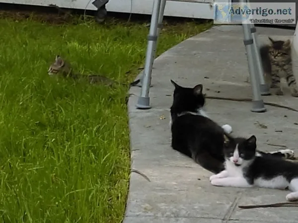 Kittens