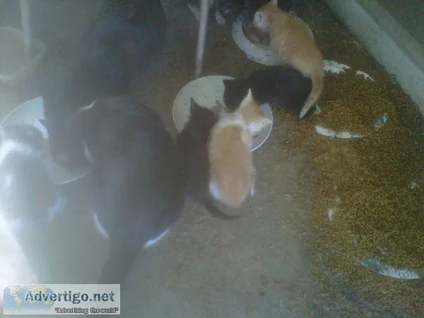 Cute kittens free to good homes