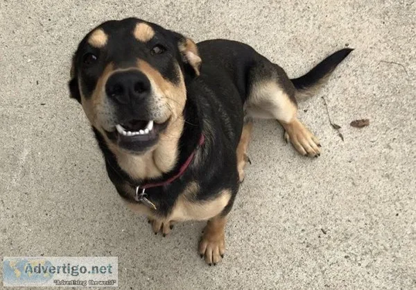 Free Dog To loving Home