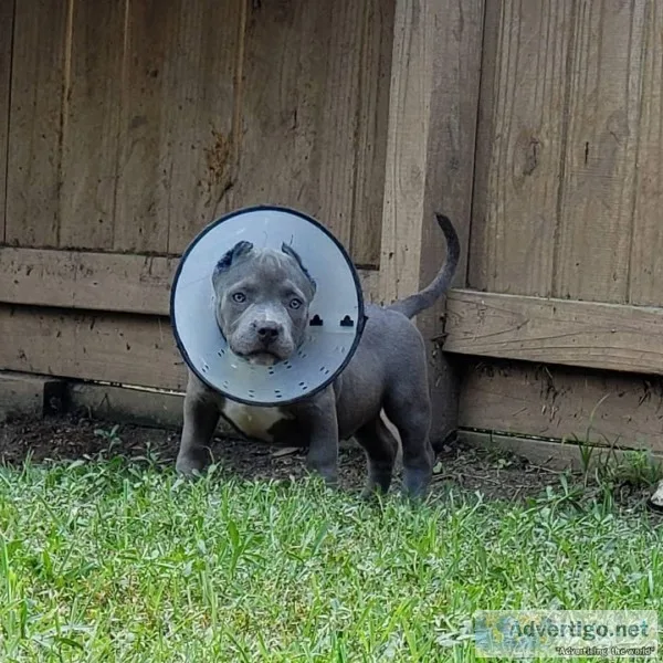 American bullies