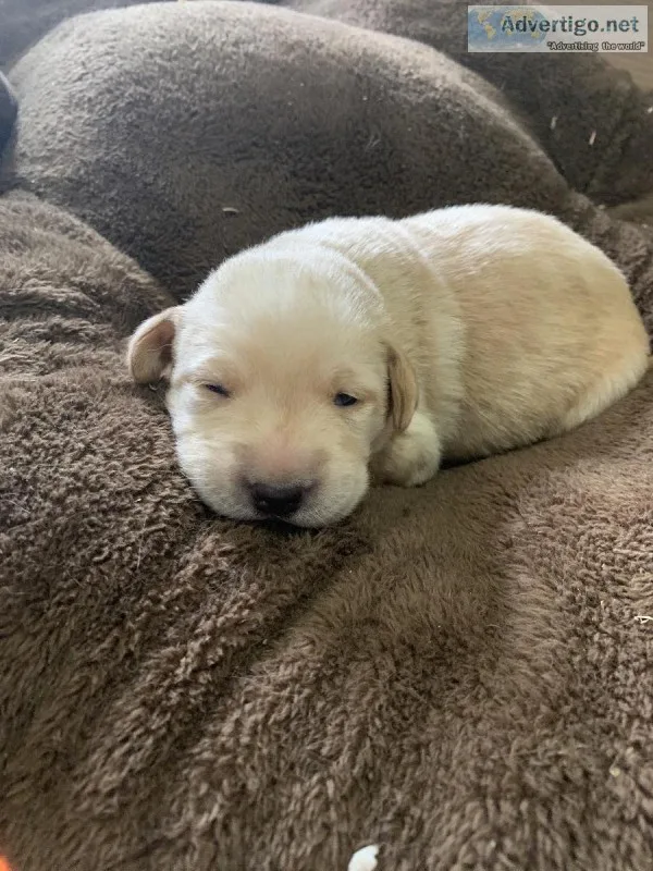 AKC Full Bred Labrador Pups