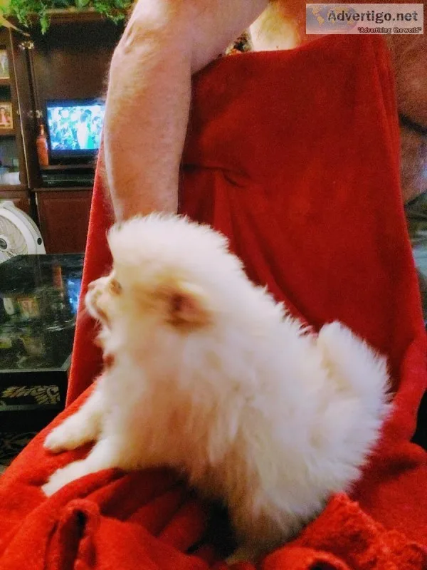 Pomeranian