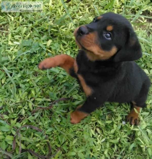 rottweiler puppies