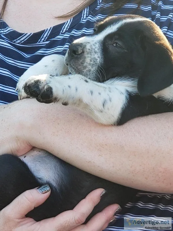 8 weeks old puppies