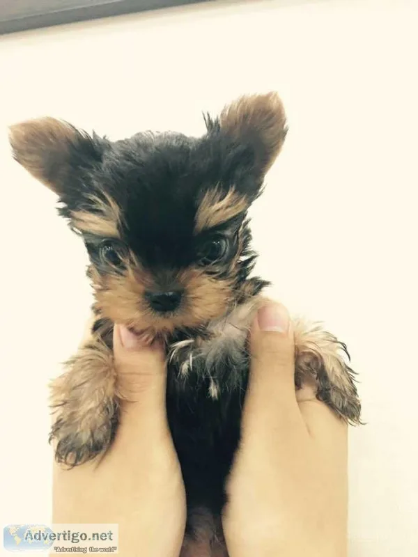 Cute and Adorable  Yorkie Puppies For Adoption