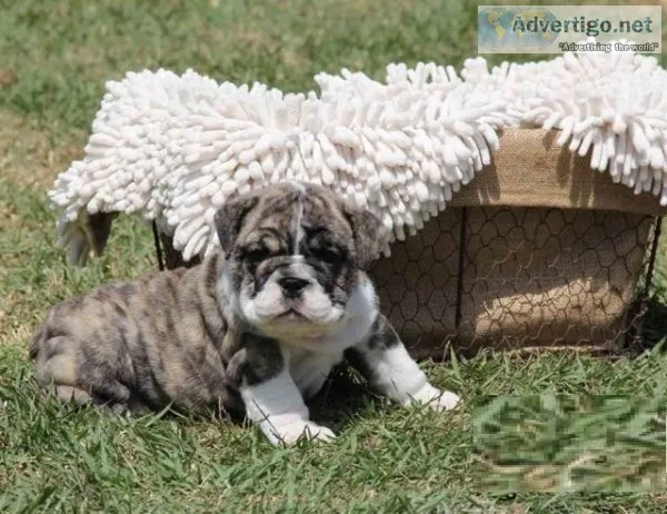 Both English Bulldog Puppies Ready to go