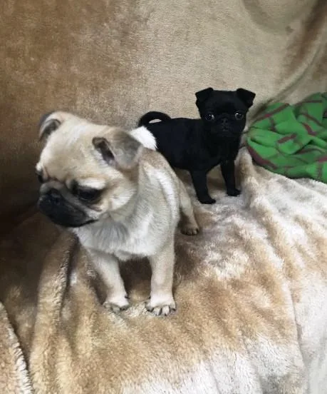 top quality pugs