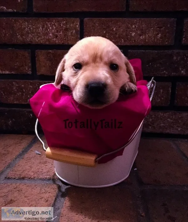 Black and Yellow Labrador Puppies