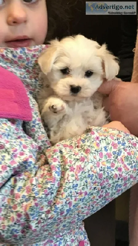 Maltese Puppies