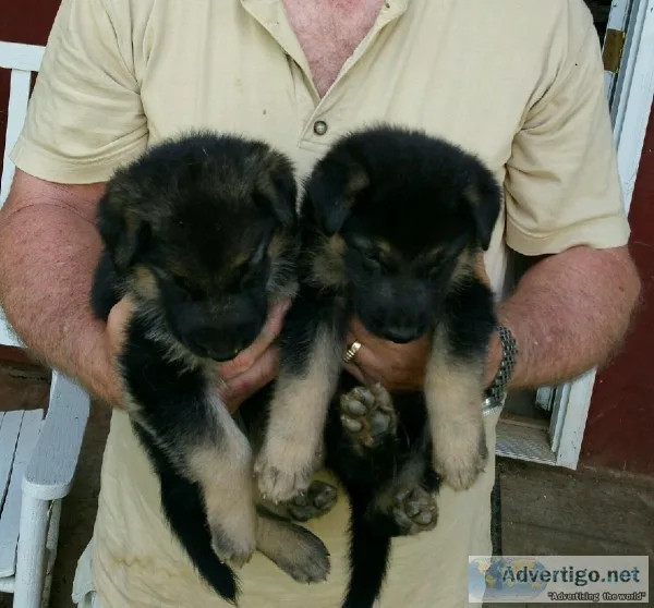AKC West German shepherd puppies