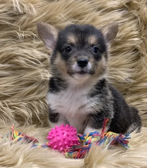 AKC Corgi Puppies available