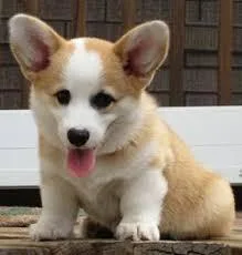Rehome male and female corgi puppies