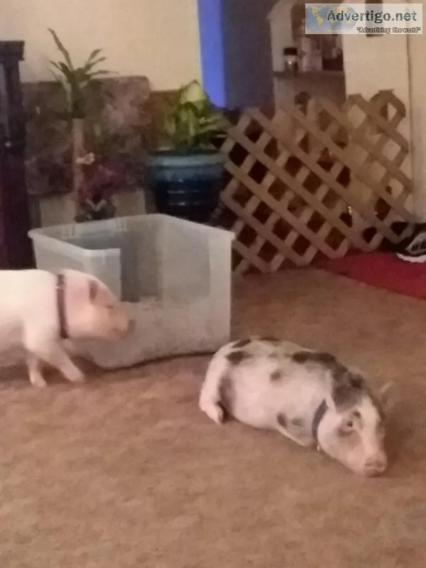 POT BELLY PIG.