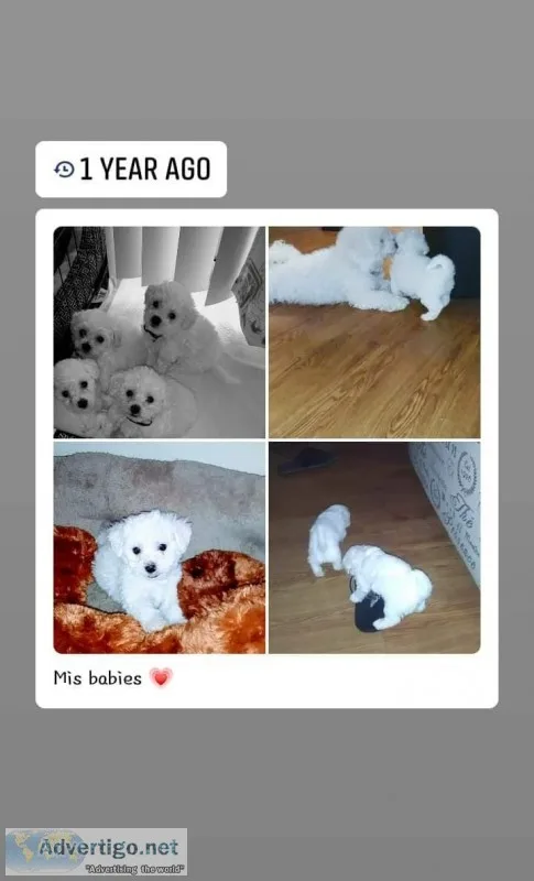 Adorable Bichon Fris&egrave