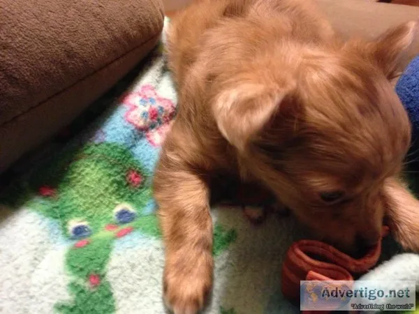 1lb Chihuahua