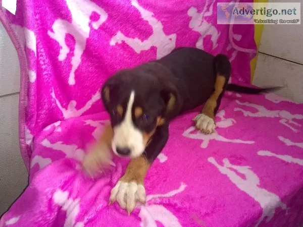 Greater Swiss mountain pups